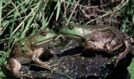 网红蛙卖崽吃瓜,揭秘网络红人的幕后生活